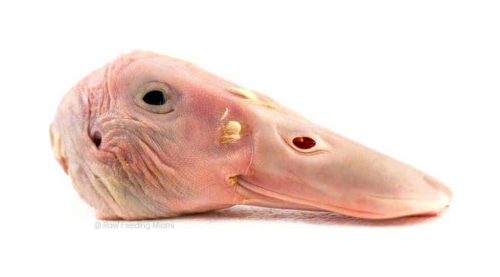 Kacsa fej 2kg, Báthund