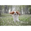 Doog Stick, a biztonságos bot - Willow