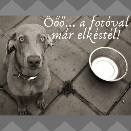 AniFlexi Marine v.2 – ízületvédő kapszula allergiás kutyáknak is MEGÚJULT!
