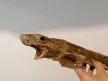 Egész cápa fogtisztító rágóka kb. 45-55cm, BARF LOVE