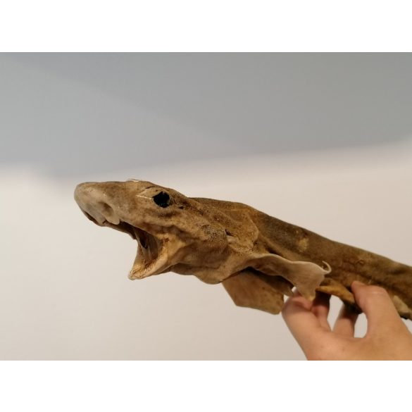 Egész cápa fogtisztító rágóka kutyáknak kb. 45-55cm, Jókutya