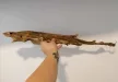 Egész cápa fogtisztító rágóka kb. 45-55cm, BARF LOVE