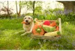 Pet PLAY Garden Fresh – Répa plüss játék