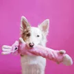 Zippy Paws – Jigglerz – Nyuszi