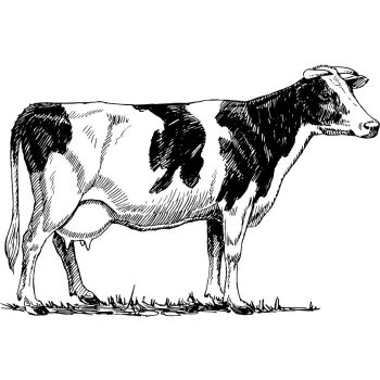 Marha, Borjú